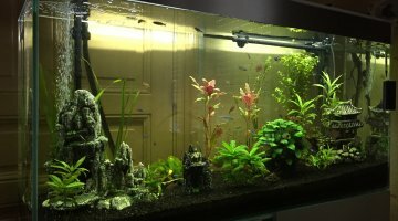 ciano 210l