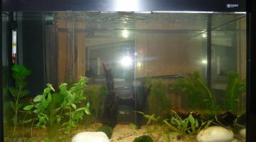 Guppys Platys - Ciano Emotions 70