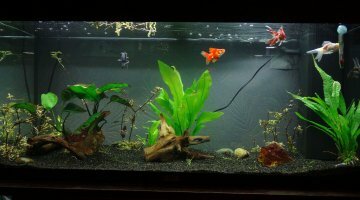 180 l poissons rouges japonais