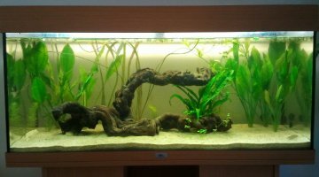 180L lowtech amazonien