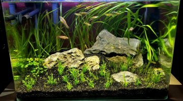60L - Australo/Guinéen