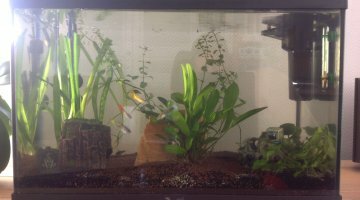 Natural 55l