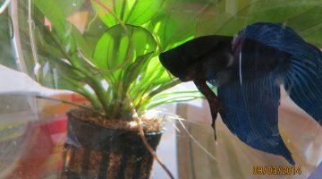 nano 20 litres avec combattant