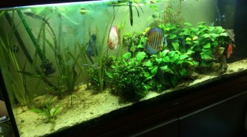 River run amazonie 450L discus