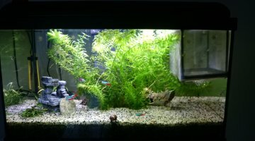 Aquadream 60 54L