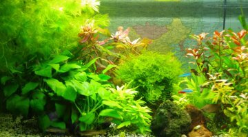 80 litres communautaires