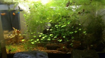 Nano caridina cf simoni simoni