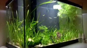 50 litres - Bancs/crevettes
