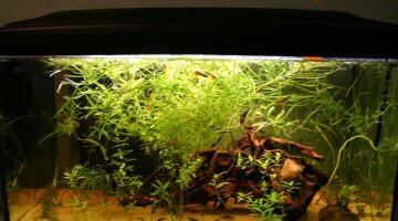 130l amazonien