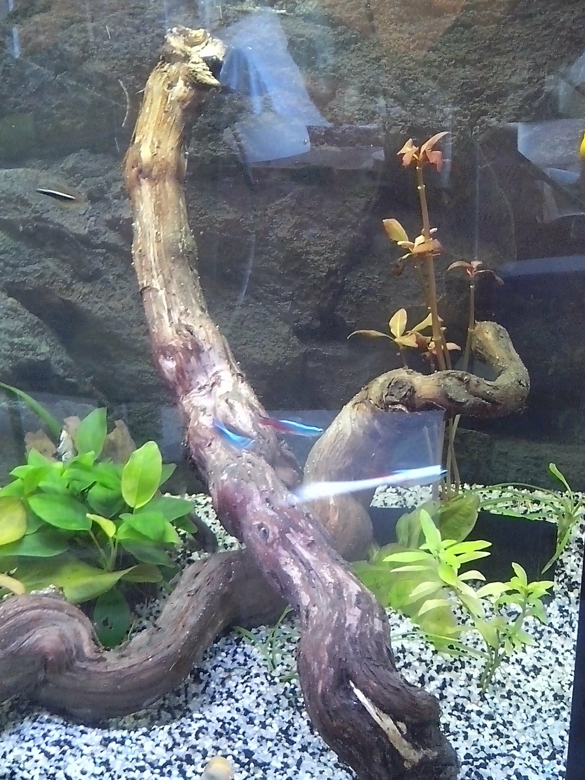 Ceps de vigne dans un aquarium