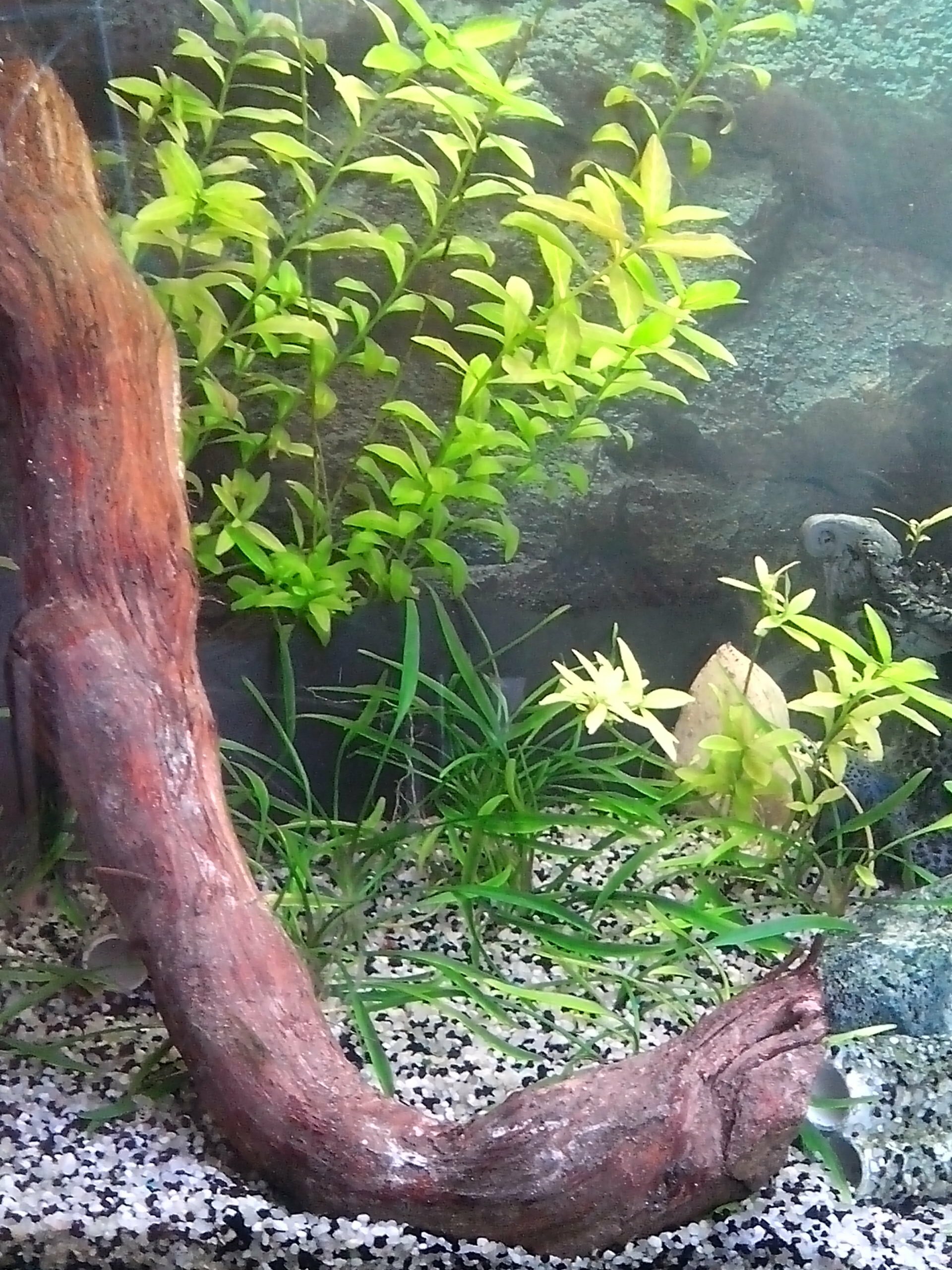 Pied de vigne dans un aquarium