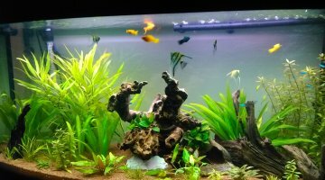 260 litres planté