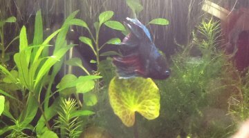 Nano 20l combattant