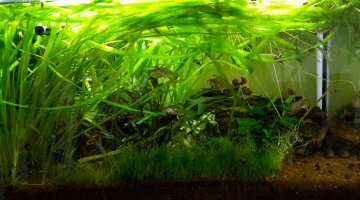 Nano amazonien