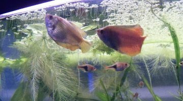 200 L communautaire