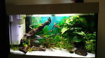 125 L Amazonien