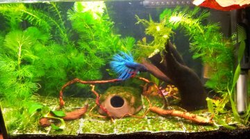 aquarium de 20l