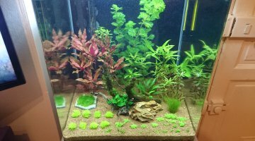 Nano 50 litres planté