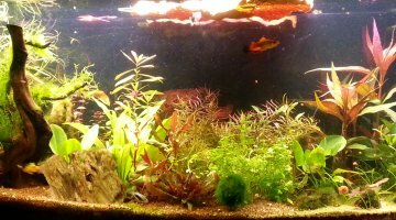 Platy's city