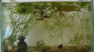 9L Escargot City