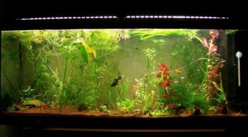 120L Bac Jungle Green