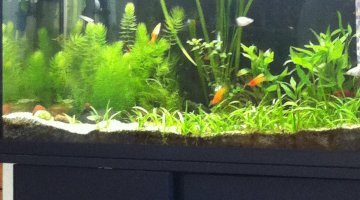 Aqua platys