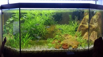 the rock 60L