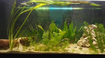 200L communautaire