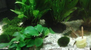 60l pour les pangio kulhi