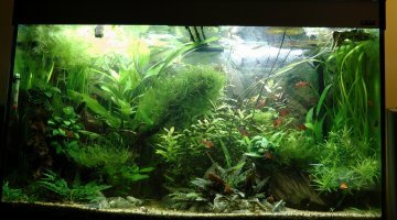 175 litres Amazonien