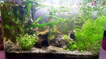 35L - Killies/Neocaridina