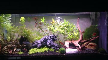 Aquarium de salon
