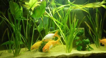 120L Poissons rouges