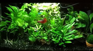 60 litres combattant cory