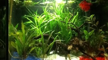 20l betta Chgt de deco