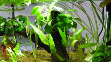 20 litres crowntail