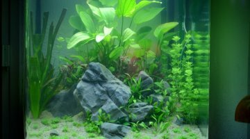 osaka 155 planté (enfin j'espere)