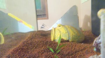 aquarium 54l