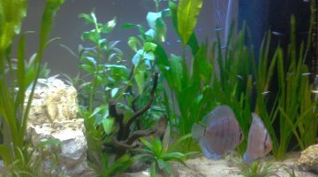 mon 120l amazonien