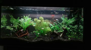 Juwel 80, 110 litres