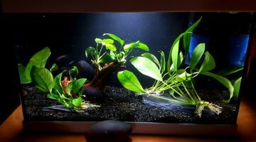 17L - Betta Halfmoon - Yamapi