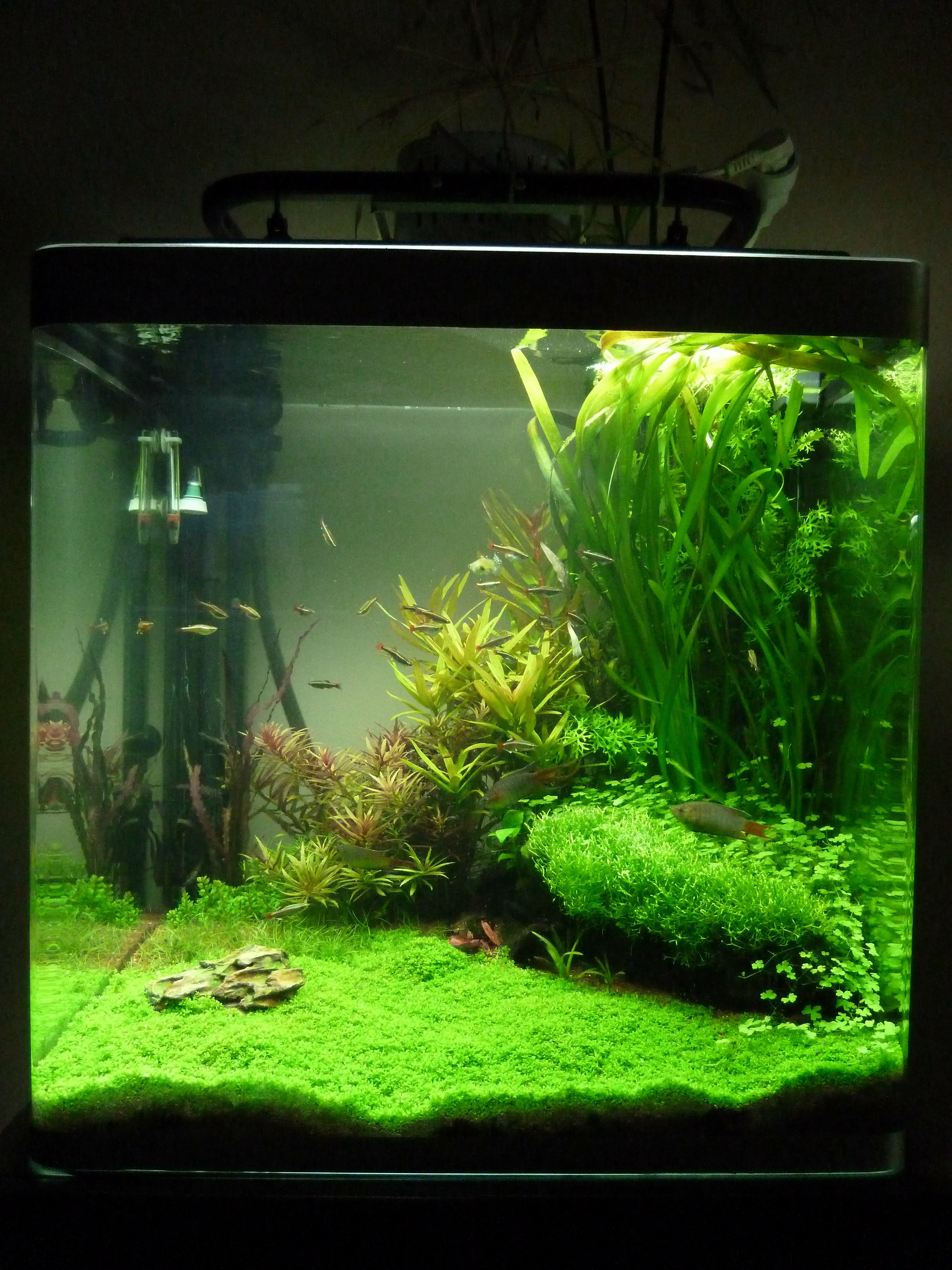 Osaka 155 aquascaping
