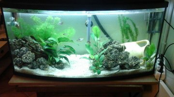 100 litres amazonien