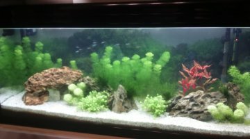 240L filtré chauffé planté