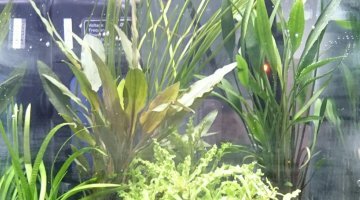 Betta ( Barack)