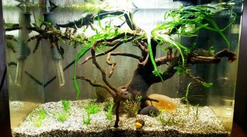 25L - Betta femelle - Miko