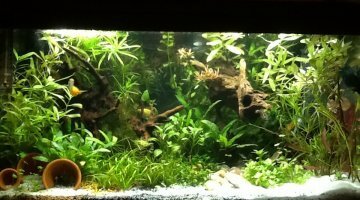 60l betta