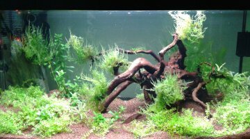 Rena 60 litres