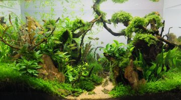 Aquascape 45 x 30