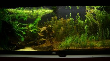 Juwel Rio 240 - Tendance Amazonien